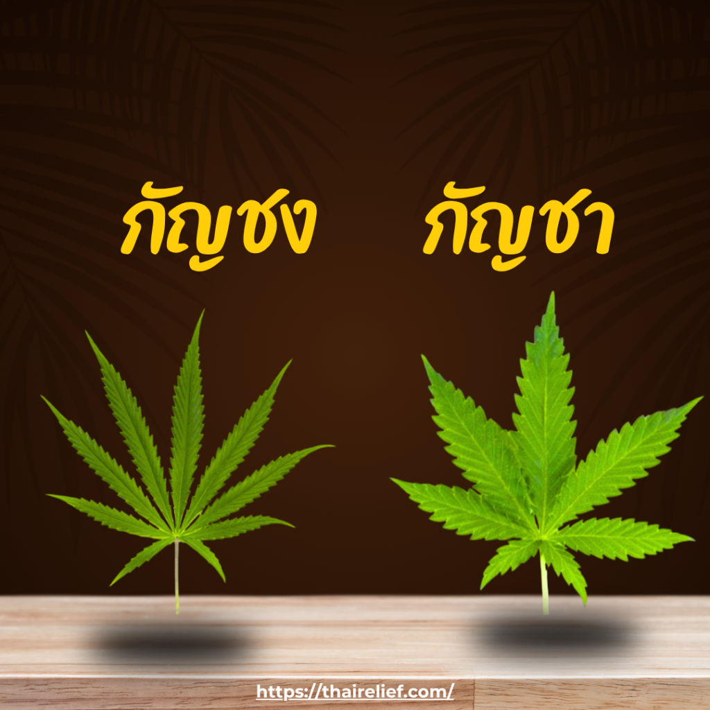 กัญชงและกัญชา