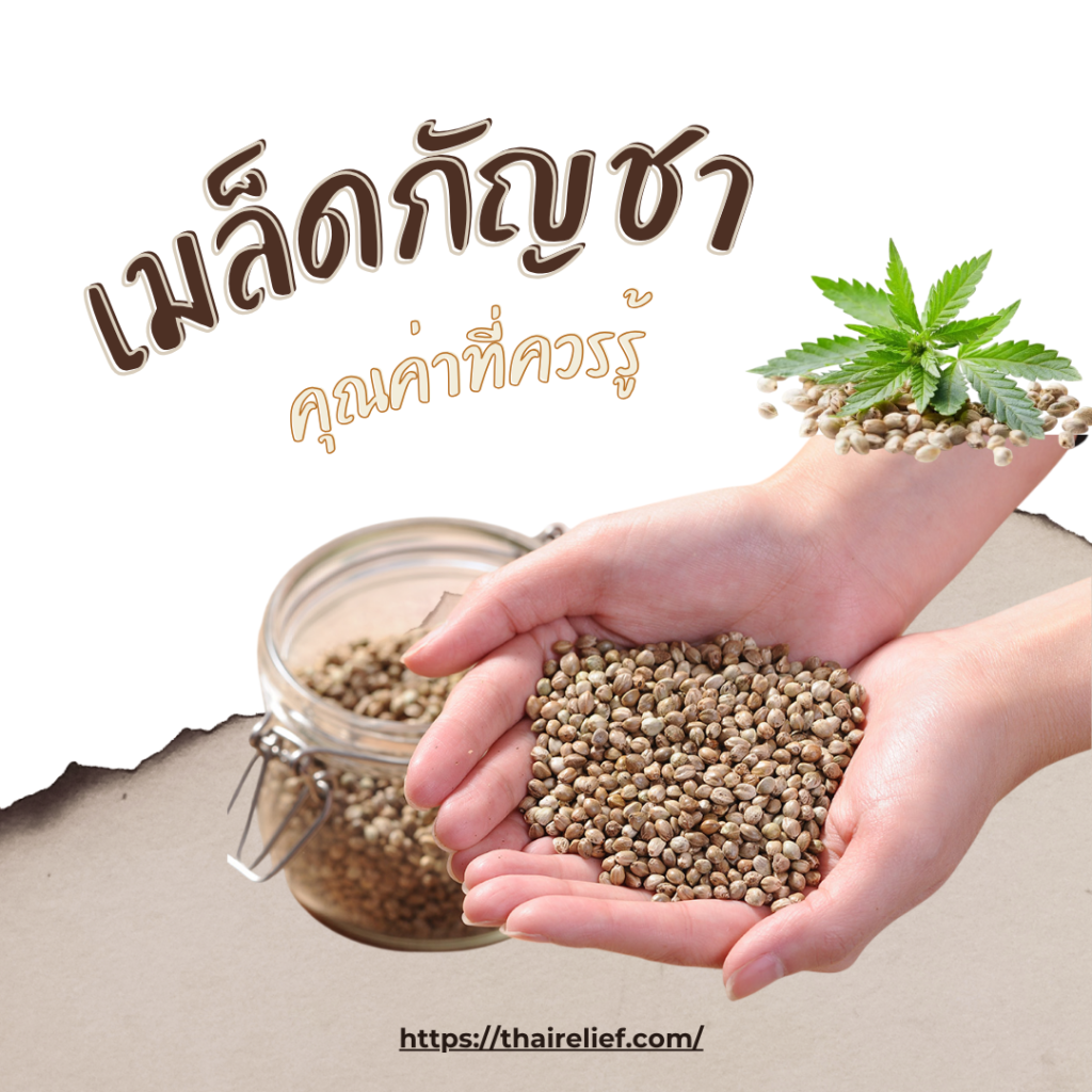 ภาพเมล็ดกัญชา (1)
